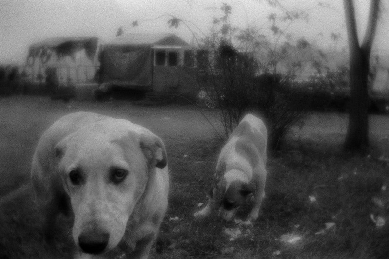 Stray dogs, Karaköy district, Istanbul, Turkey. January 2008