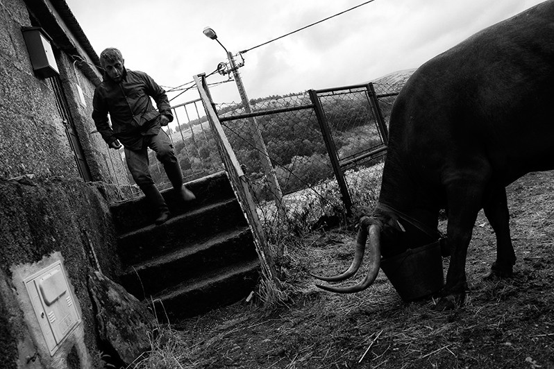 Cow eats a reward given by its owner, Mondim de Basto municipality, Vila Real district, Trás-os-Montes region, Portugal. 2020