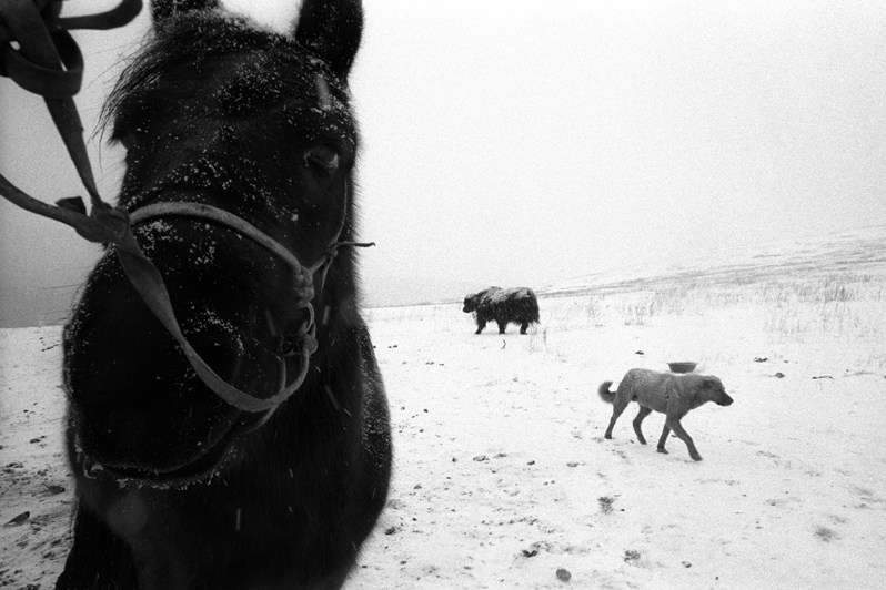 Зима близко, близ деревни Дунд-Урт, район Баянцогт, провинция Тёв, Монголия. Январь 2002