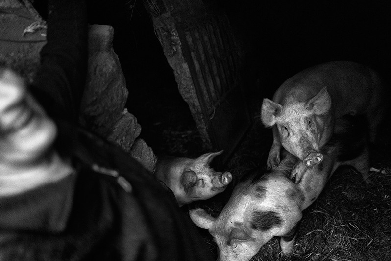 Woman enjoys the fun of her pigs, Montalegre municipality, Vila Real district, Trás-os-Montes region, Portugal. 2017