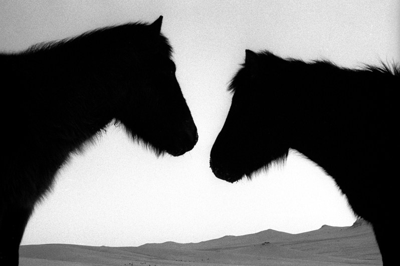 Иконы степей, Жаргалантский район, провинция Туве, Монголия. Январь 2002