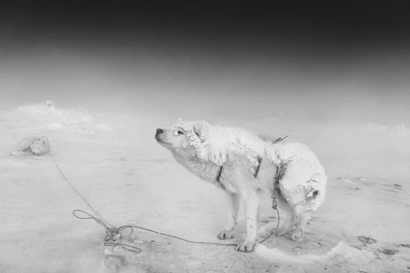 Ragnar Axelsson / Arctic Heroes. Noga Creative Union