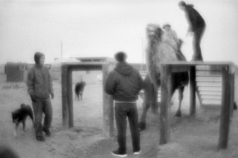 Катание на верблюде, близ посёлка Адык, Черноземельский район, Республика Калмыкия, Россия. Январь 2023