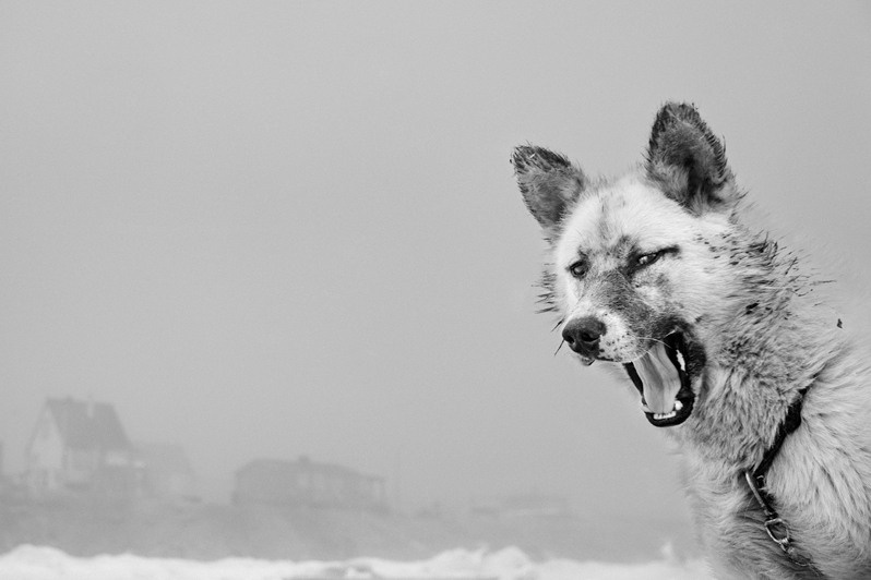 Yawning sled dog before eating in Qaanaaq, Thule, Qaanaaq municipality, North Greenland, Kingdom of Denmark. 1987