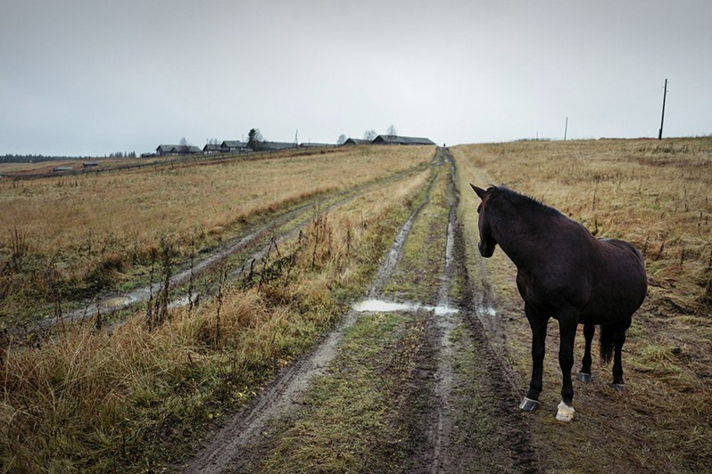 near Sokolovo village, Mezensky district, Arkhangelsk region, Russia. August 2017