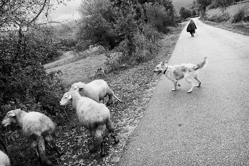 Sheep catch up with the mistress leaving in the field, Montalegre municipality, Vila Real district, Trás-os-Montes region, Portugal. 2015