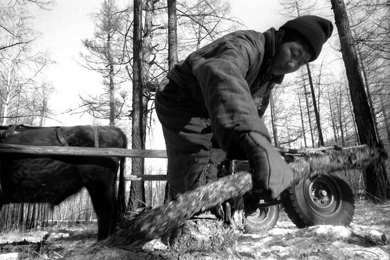 Дары леса, в окрестностях Булага, Тунэлский район, провинция Хувсгел, Монголия. Январь 2002