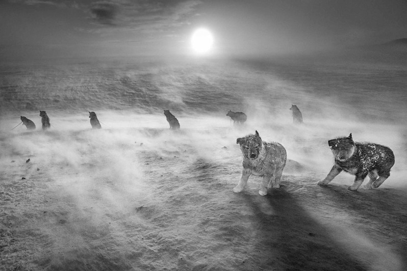 Щенки, борющиеся со штормом, Кангертиттиваг, Гренландия. 2019
