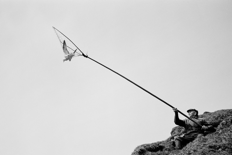 Heini Zachariasen hunts a fulmar, a gull-like seabird, in the rocks on Vagar Island, between the villages of Böur and Gasadalur, Sørvagur municipality, Faroe Islands, Kingdom of Denmark. 1989