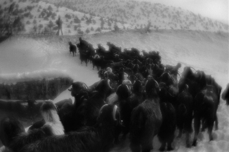 Shepherds are moving the flock of sheep, Sivas province, Central Anatolia region, Turkey. January 2009