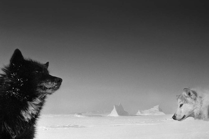 Sled Dogs, Inglefield Fjord, Greenland, Kingdom of Denmark. 1995