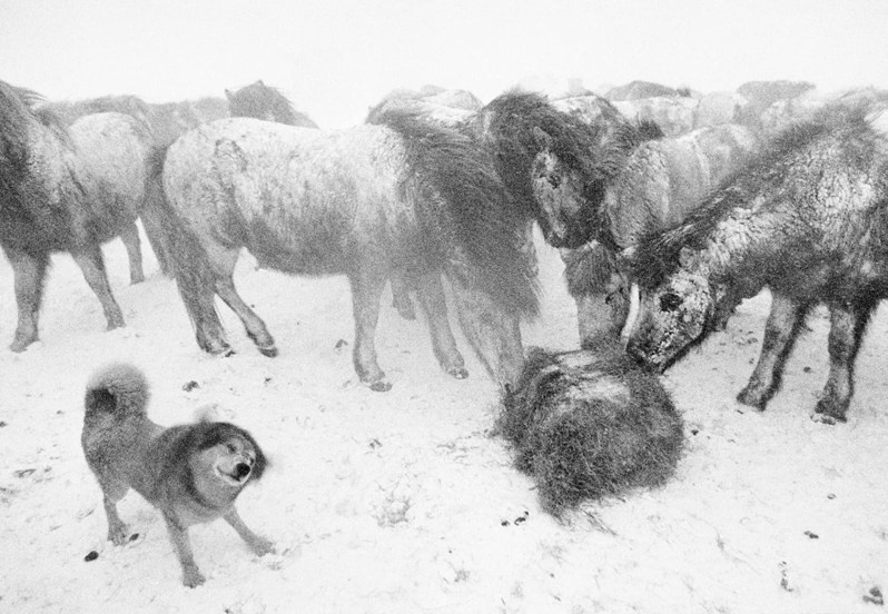 Ragnar Axelsson / Arctic Heroes. Noga Creative Union