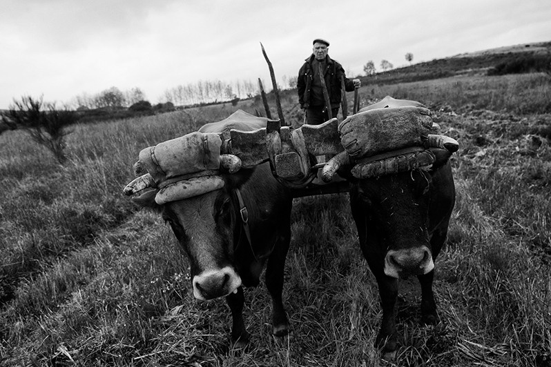 Man works in the field with his two cows, Montalegre municipality, Vila Real district, Trás-os-Montes region, Portugal. 2015