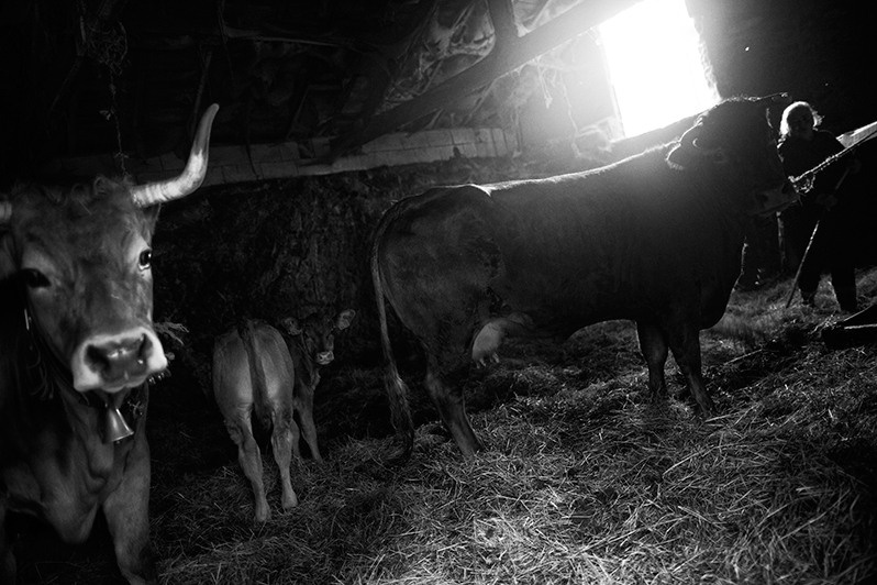 Woman in a barn caring for her animals, Montalegre municipality, Vila Real district, Trás-os-Montes region, Portugal. 2017