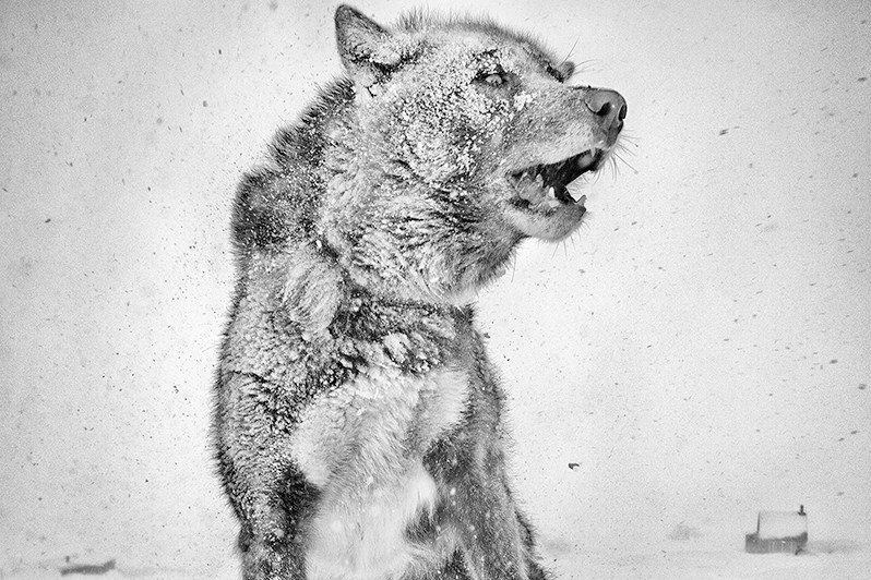 Sled Dog, Kap Tobin, Greenland, Kingdom of Denmark. 2013