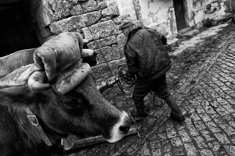 Man unharnesses his cows, Montalegre municipality, Vila Real district, Trás-os-Montes region, Portugal. 2015