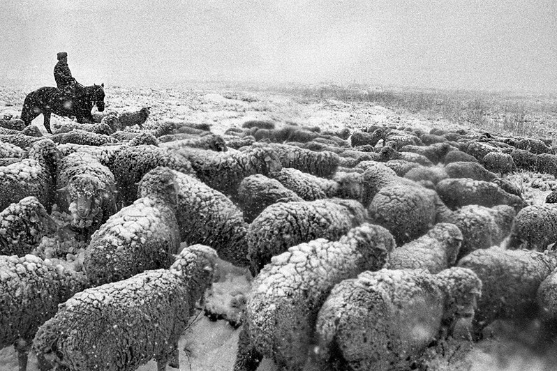A flock of sheep, Lake Issyk-Kul, Kyrgyzstan. 1994 © Oleg Klimov