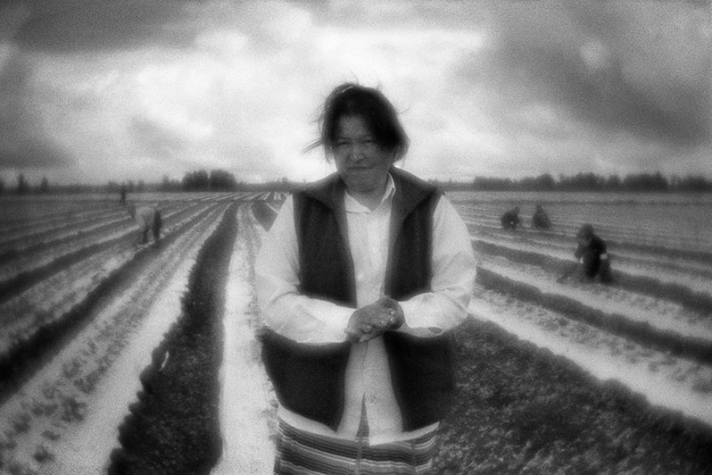 Выращивание земляники, посёлок Суходол, Сергиевский район, Самарская область, Россия. Июнь 2017