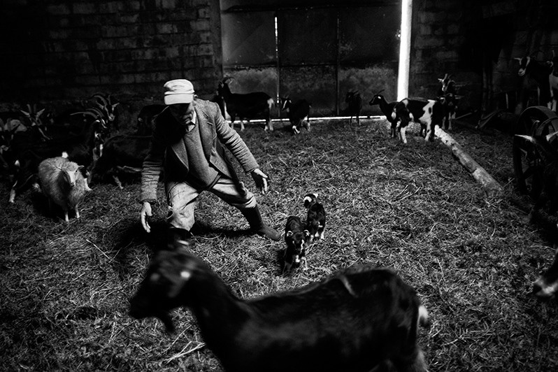 Man trying to catch a goat to give milk to its young, Boticas municipality, Vila Real district, Trás-os-Montes region, Portugal. 2015