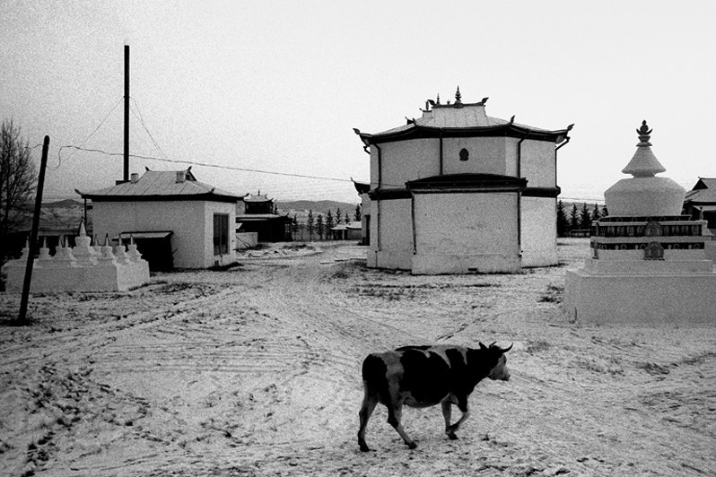 Entourage with a cow in the centre of Ivolginsky datsan, Verkhnyaya Ivolga village, Buryatia, Russia. November 2001