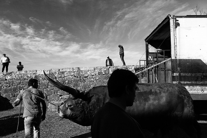 Cattle fair, Chaves municipality, Vila Real district, Trás-os-Montes region, Portugal. 2017