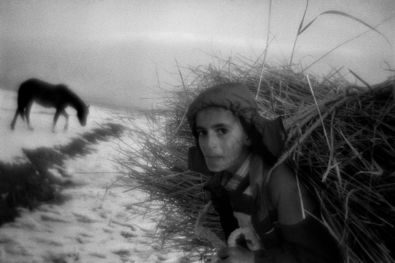 Boy is getting home with dry plants gathered in wetland, near Bardakli settlement, Doğubeyazit district, Ağrı province, Turkey. January 2011