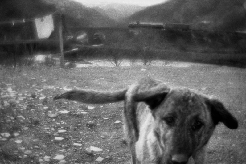 Stray dogs, near Erzurum, Eastern Anatolia, Turkey. January 2011