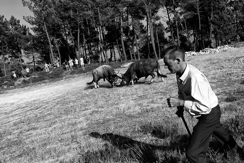 Bullfight, Boticas municipality, Vila Real district, Trás-os-Montes region, Portugal. 2022