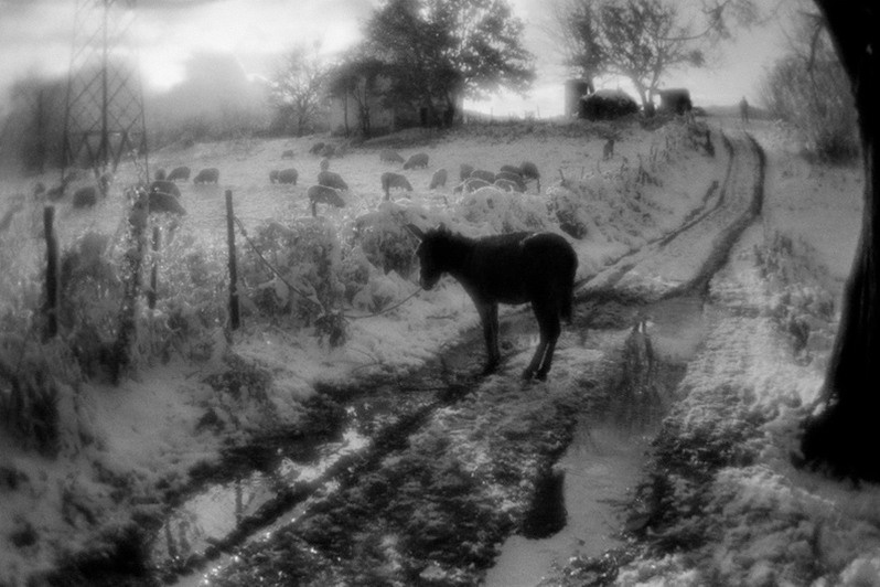 Donkey, near Ünye, Ordu province, Turkey. November 2014