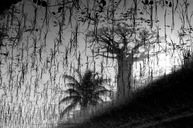 The reflection of a baobab in a rice field, two symbols of Madagascar, near Morondava, Menabe region, Toliara province, Republic of Madagascar. 2011