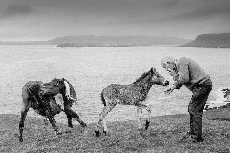 Sheep farmer Joanes Madsen plays the harmonica for a dancing colt, Sandoy Island, Faroe Islands, Kingdom of Denmark. 1989