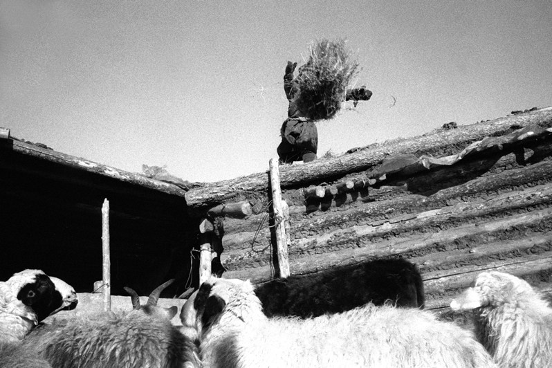Время кормёжки, Жаргалантский район, провинция Туве, Монголия. Январь 2002