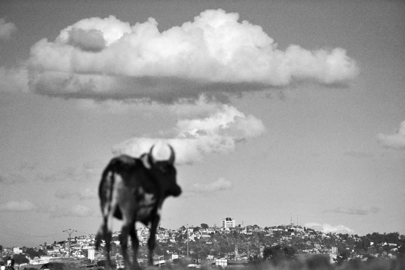 A zebu in the city, near Antananarivo, Republic of Madagascar. 2010