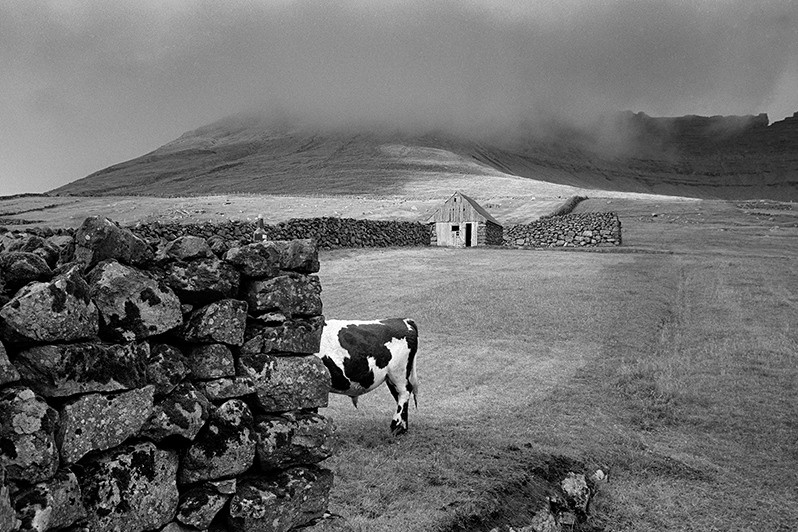 Headless bull blending with the stone wall of the enclosure, Viðareiði village, Viðoy island, Norðoyar region, Faroe Islands, Kingdom of Denmark. 1996