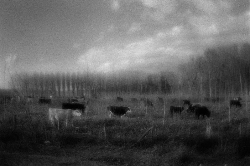 Pasture near the Turkish-Bulgarian border, between Kirikkale and Yozgat, Central Anatolia region, Turkey. January 2010