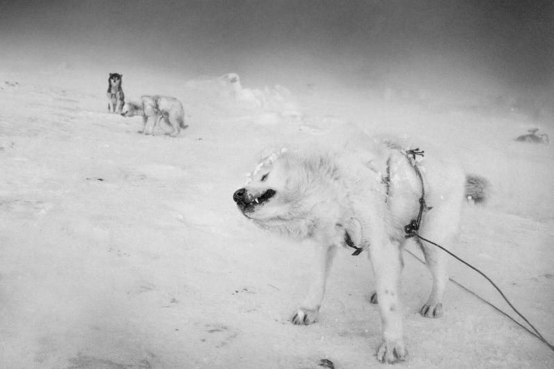 Ragnar Axelsson / Arctic Heroes. Noga Creative Union