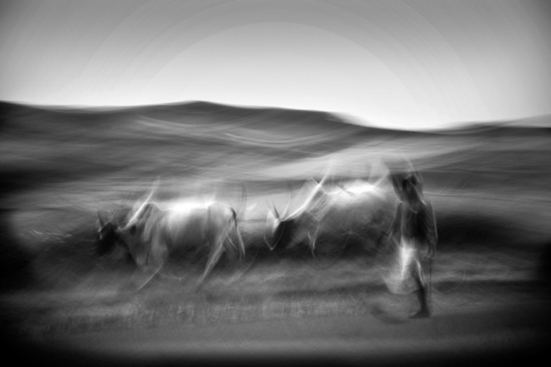 Zebu's on his way to town for slaughter, near Ambalavao, Haute Matsiatra region, Fianarantsoa province, Republic of Madagascar. 2012