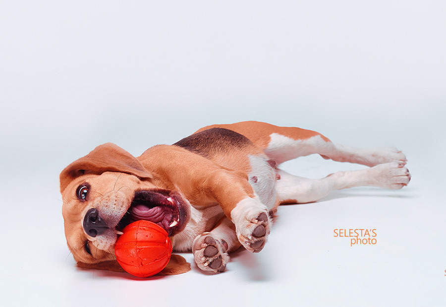 Dogs. Pet photographer Kateryna Mumzhynska