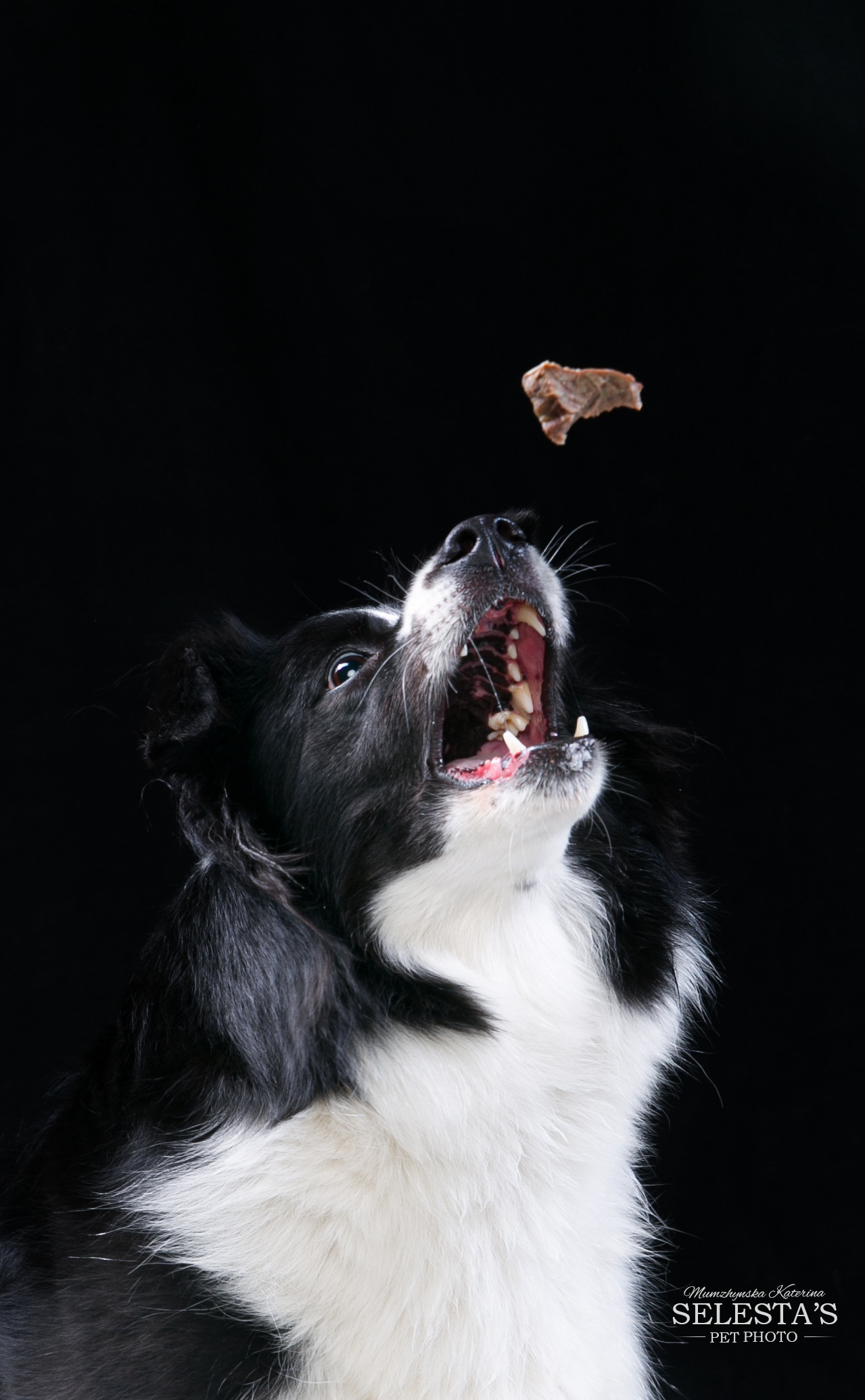 Dogs. Pet photographer Kateryna Mumzhynska