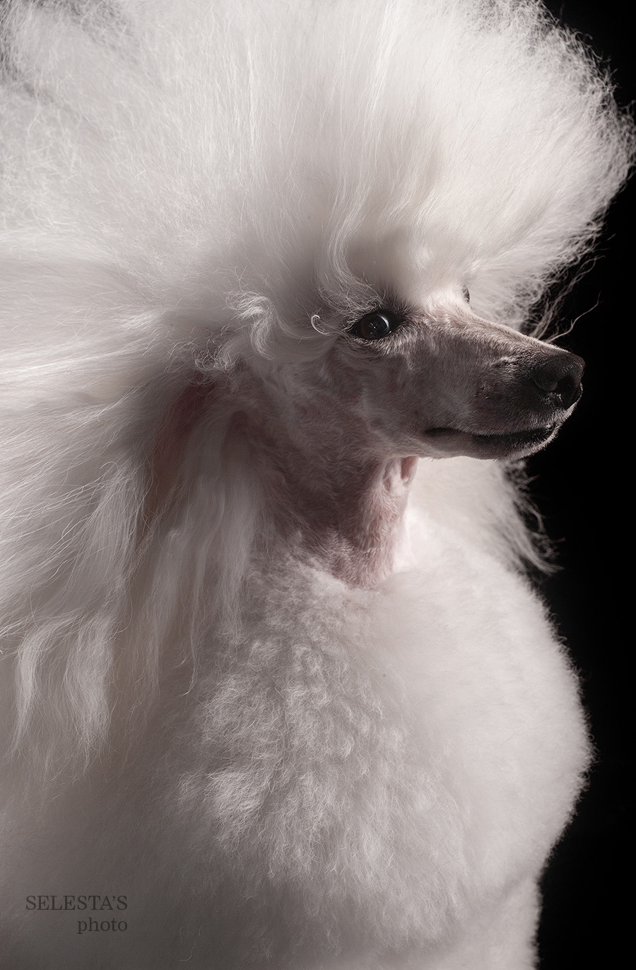 Dogs. Pet photographer Kateryna Mumzhynska