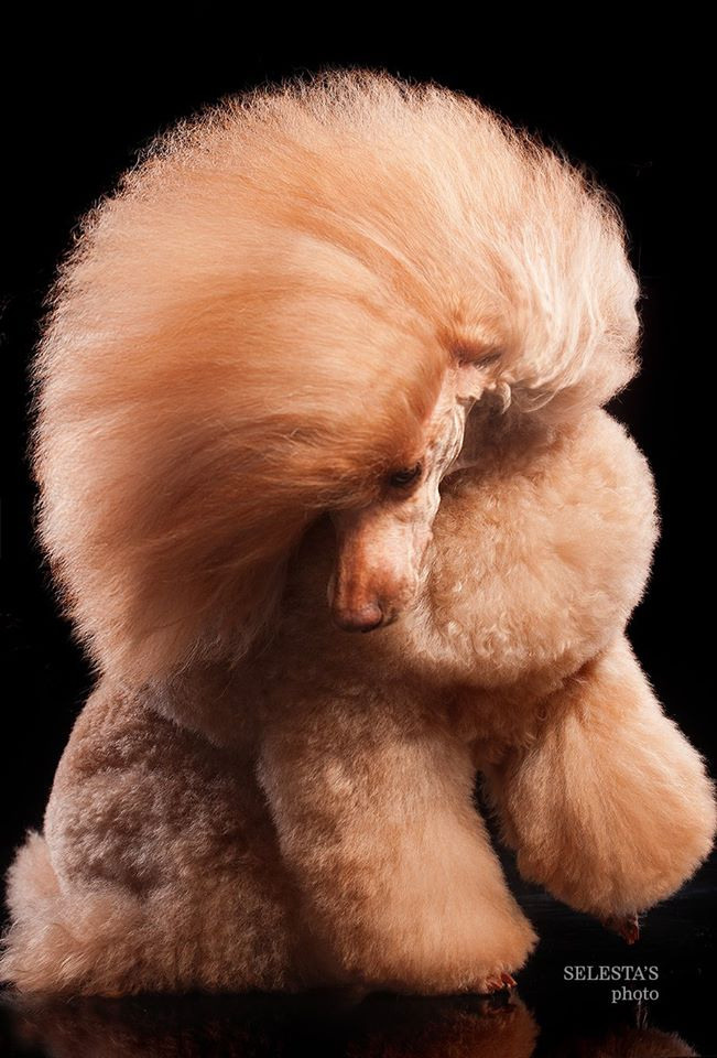 Dogs. Pet photographer Kateryna Mumzhynska