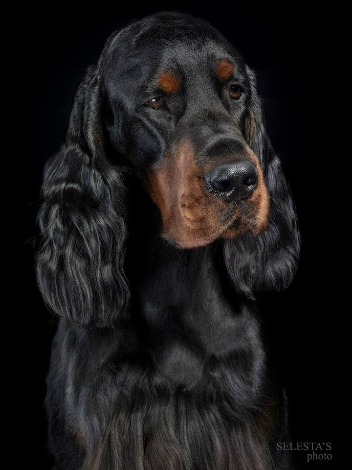 Dogs. Pet photographer Kateryna Mumzhynska