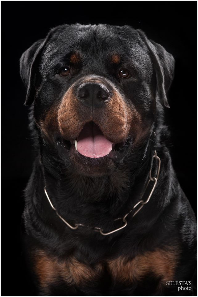 Dogs. Pet photographer Kateryna Mumzhynska