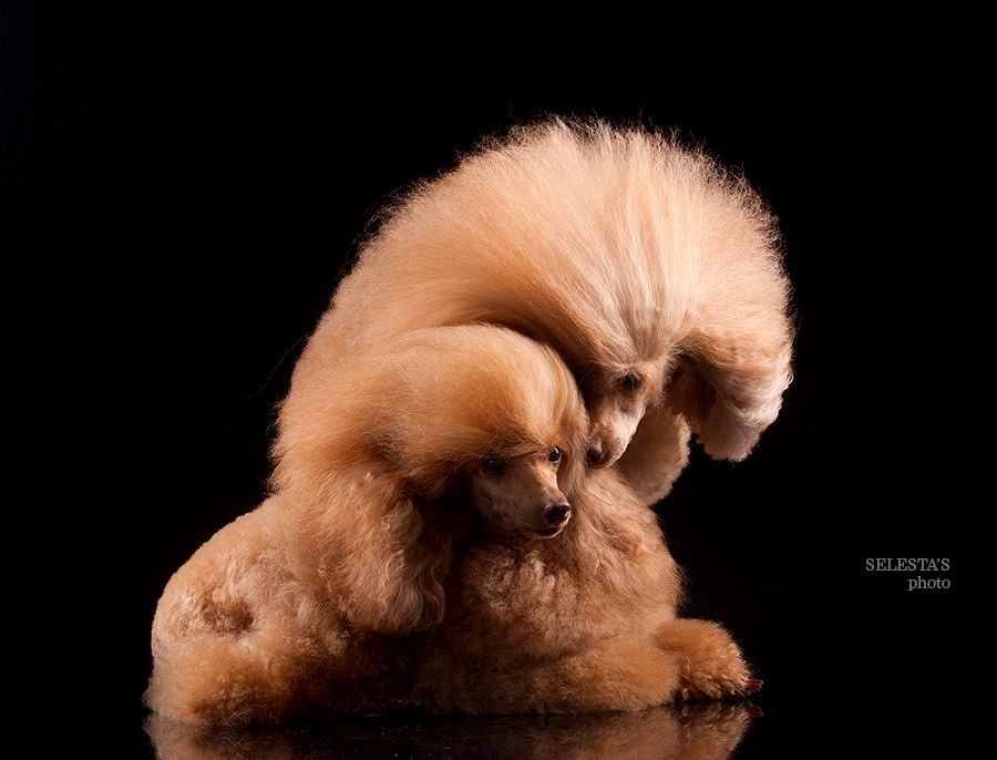 Dogs. Pet photographer Kateryna Mumzhynska