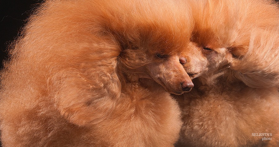 Dogs. Pet photographer Kateryna Mumzhynska