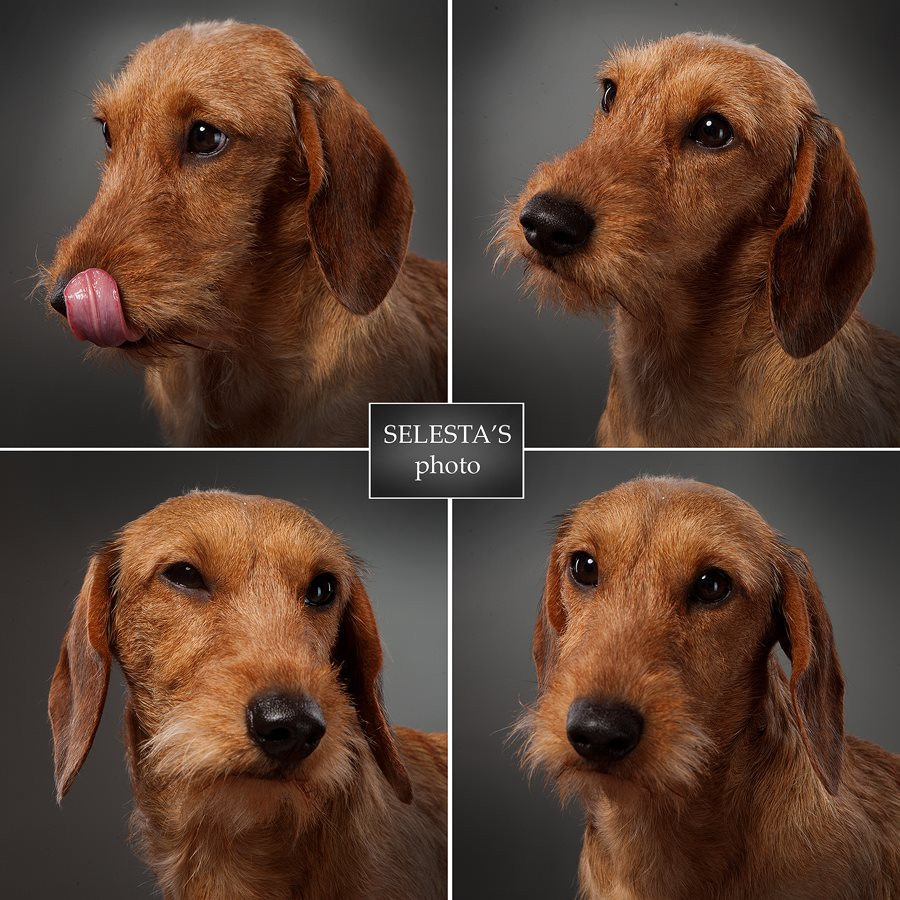 Dogs. Pet photographer Kateryna Mumzhynska