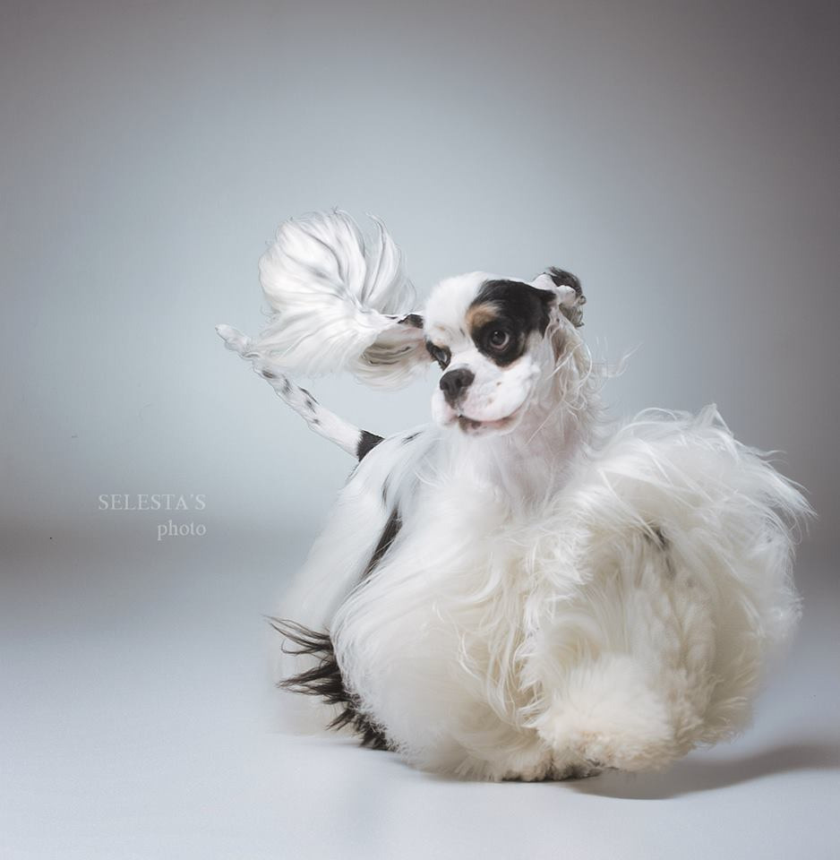 Dogs. Pet photographer Kateryna Mumzhynska