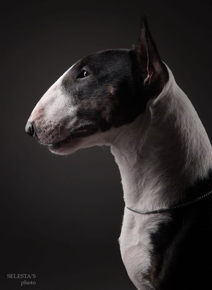 Dogs. Pet photographer Kateryna Mumzhynska