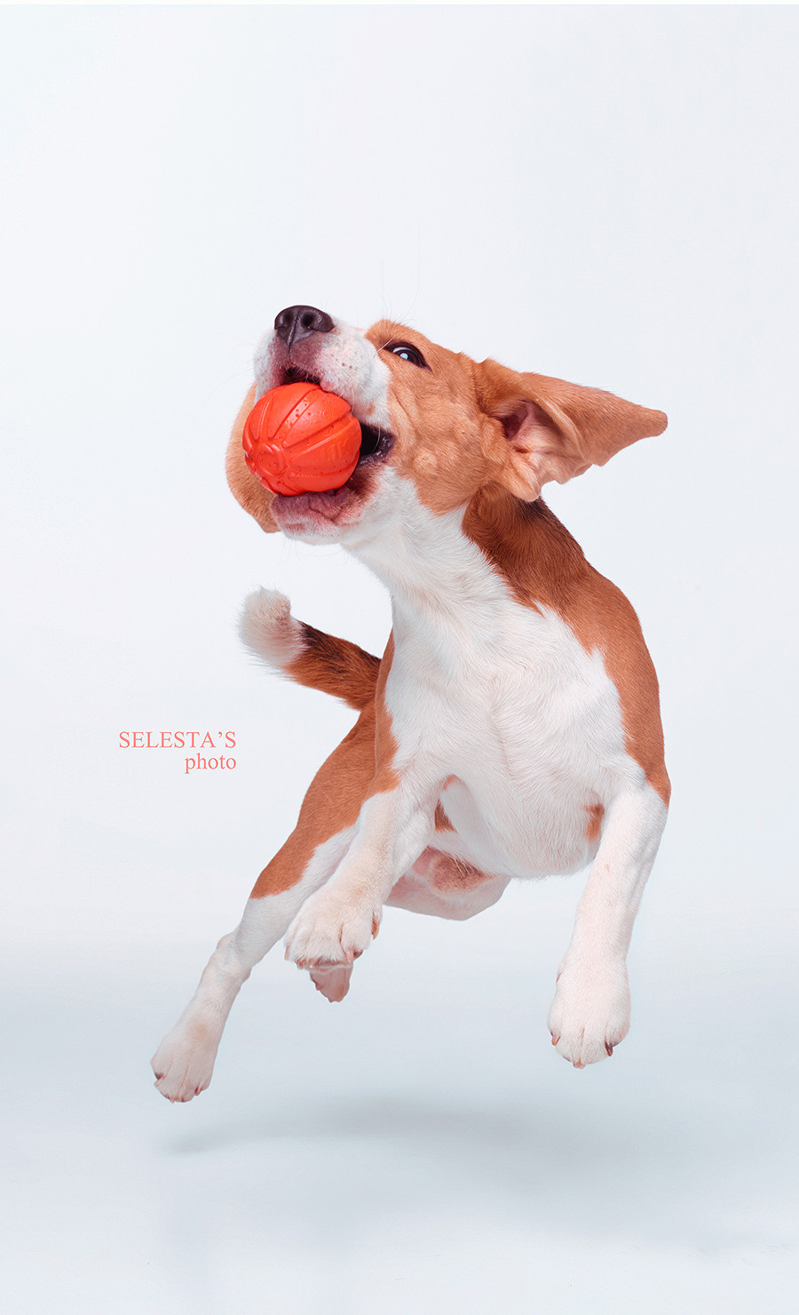 Dogs. Pet photographer Kateryna Mumzhynska