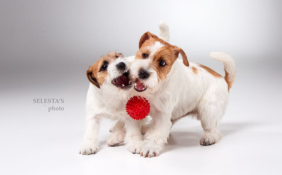Dogs. Pet photographer Kateryna Mumzhynska